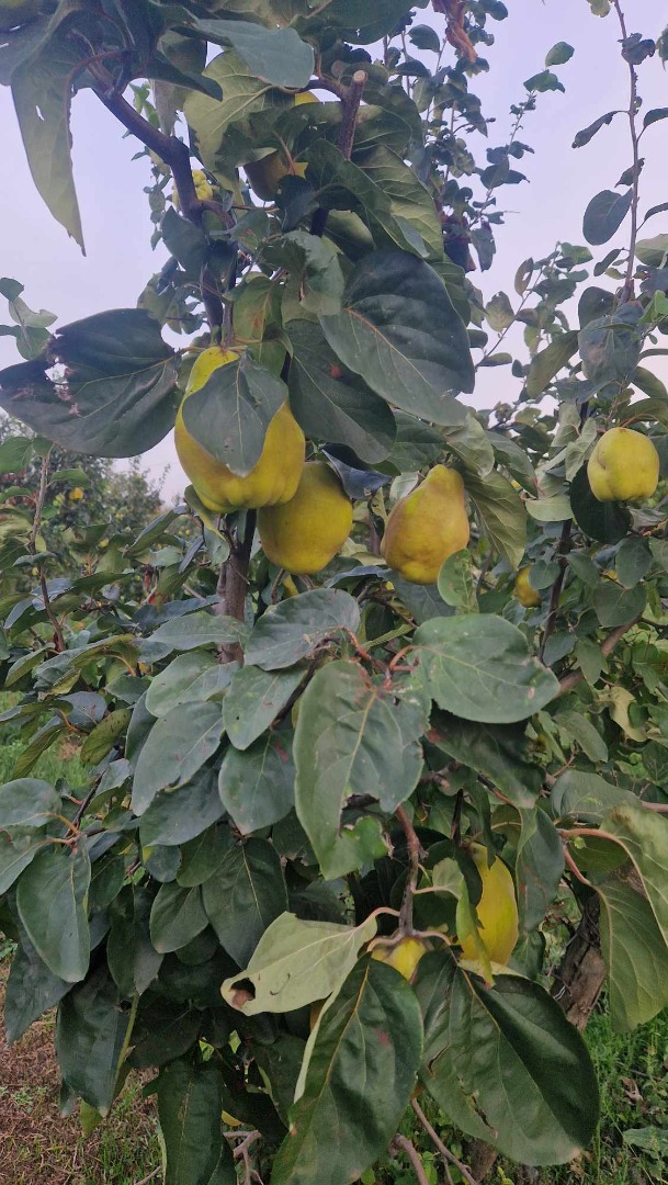 I am selling 4 tons of organic quinces, 3